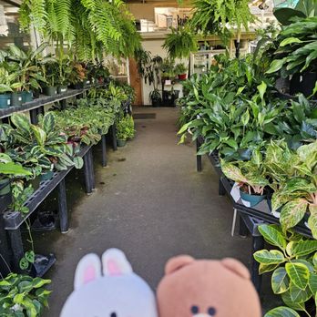 Koolau Farmers - Tidy! - Nurseries & Gardening Near Me - Honolulu, Hawaii