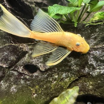 Bright Aquarium - pleco - Aquarium Services Near Me - San Jose, California