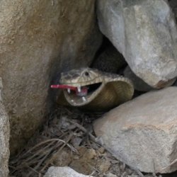 High Ridge Loop Trail - Always keep an eye out for snakes!