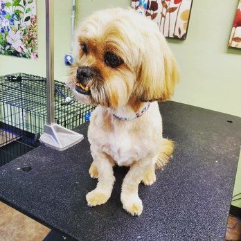 Good Vibes Grooming - Chikis - Pet Groomers Near Me - Denver, Colorado Good Vibes Grooming - Chikis - Pet Groomers Near Me - Denver, Colorado