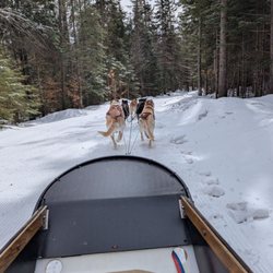 Eden Dog Sledding
