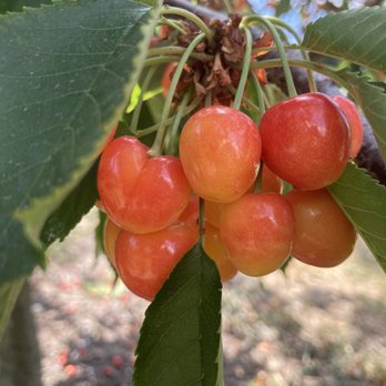 Lopez Farm - Ranier cherries - Pick Your Own Farms Near Me - Mosier, Oregon
