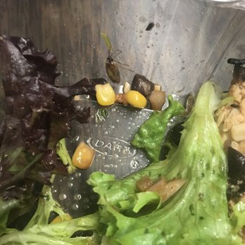 Antonio’s Pizza By The Slice Kitchen & Bar - Worcester - Huge BUG in my salad!! so disappointing and absolutely disgusting! - Pizza Near Me - Worcester, Massachusetts Antonio’s Pizza By The Slice Kitchen & Bar - Worcester - Huge BUG in my salad!! so disappointing and absolutely disgusting! - Pizza Near Me - Worcester, Massachusetts