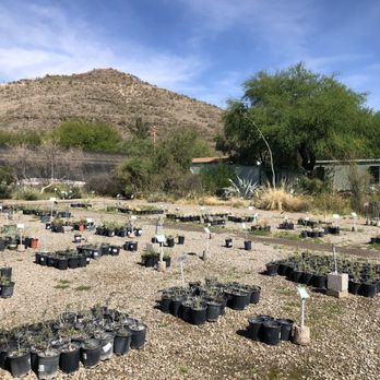 Desert Survivors - Open yard - Nurseries & Gardening Near Me - Tucson, Arizona Desert Survivors - Open yard - Nurseries & Gardening Near Me - Tucson, Arizona