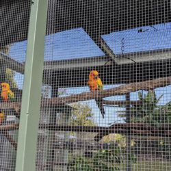 Parrots In Paradise Sanctuary