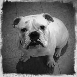Exceptional Obedience Dog Training