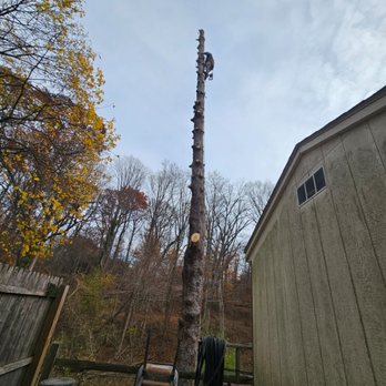 Walt's Tree Service - Tree Services Near Me - Ridley Park, Pennsylvania Walt's Tree Service - Tree Services Near Me - Ridley Park, Pennsylvania