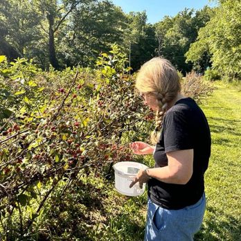 Legacy Valley NC - Just picking some berries! - Pick Your Own Farms Near Me - Candler, North Carolina Legacy Valley NC - Just picking some berries! - Pick Your Own Farms Near Me - Candler, North Carolina