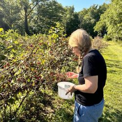 Legacy Valley NC - Just picking some berries!