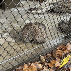 Brukner Nature Center - Bobcat