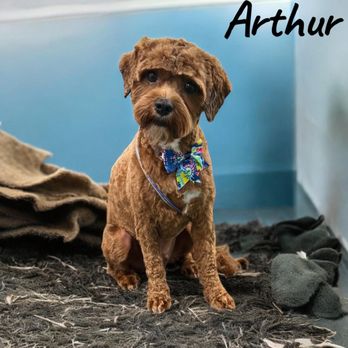 Sunny Days Mobile Grooming - Pet Groomers Near Me Sunny Days Mobile Grooming - Pet Groomers Near Me