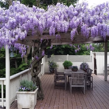 Intrinsic Landscaping - a wister covered patio with a table and chairs - Landscaping Near Me - Walnut Creek, California Intrinsic Landscaping - a wister covered patio with a table and chairs - Landscaping Near Me - Walnut Creek, California