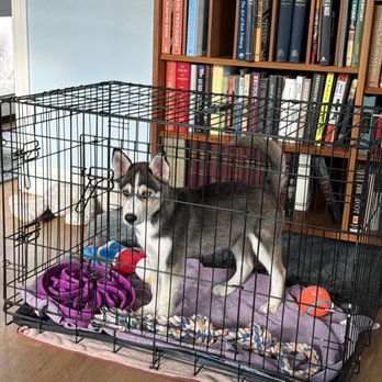 Amazing Dogs Rescue - Cherry in her new home. - Pet Adoption Near Me - San Diego, California Amazing Dogs Rescue - Cherry in her new home. - Pet Adoption Near Me - San Diego, California