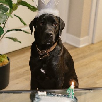 The Original Paw Pleasers - Bolt's birthday! - Pet Stores Near Me - San Diego, California The Original Paw Pleasers - Bolt's birthday! - Pet Stores Near Me - San Diego, California