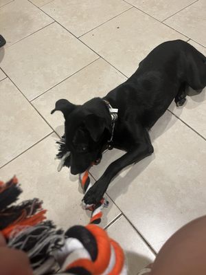 Best Friends Pet Adoption Center by null