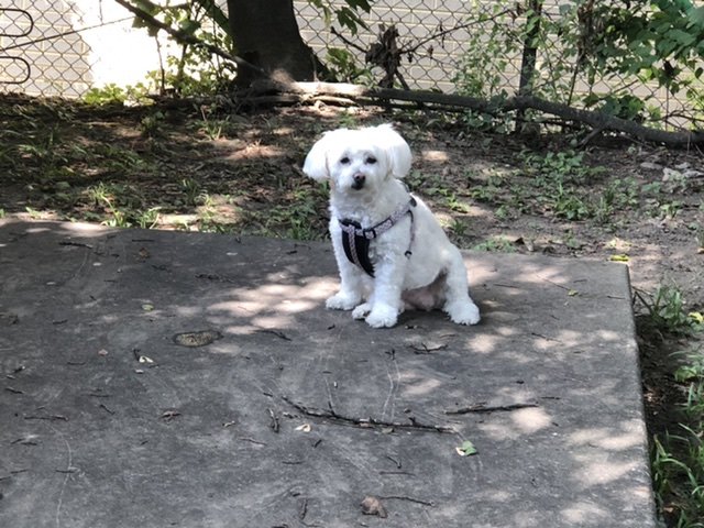 Greene Street Animal Care - pet boarding facility in Philadelphia, PA
