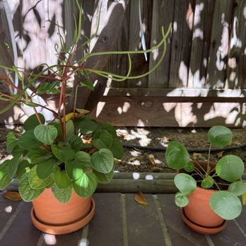 Plant and Pottery Outlet - pilea rana verde - Nurseries & Gardening Near Me - Sunol, California Plant and Pottery Outlet - pilea rana verde - Nurseries & Gardening Near Me - Sunol, California