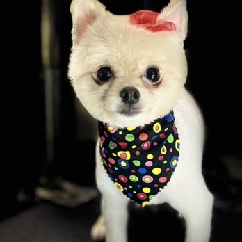 Scruffy to Fluffy Pet Spa - Pet Groomers Near Me - Bakersfield, California Scruffy to Fluffy Pet Spa - Pet Groomers Near Me - Bakersfield, California