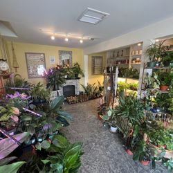 Fertile Earth Nursery - Houseplant room