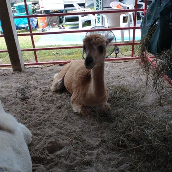 Northwest Michigan Fairgrounds - Llama - Campgrounds Near Me - Traverse City, Michigan Northwest Michigan Fairgrounds - Llama - Campgrounds Near Me - Traverse City, Michigan
