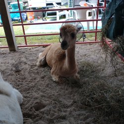 Llama