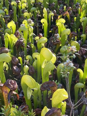 Darlingtonia State Natural Site by null