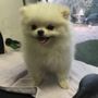 Photo of Teddys Puppy Palace
