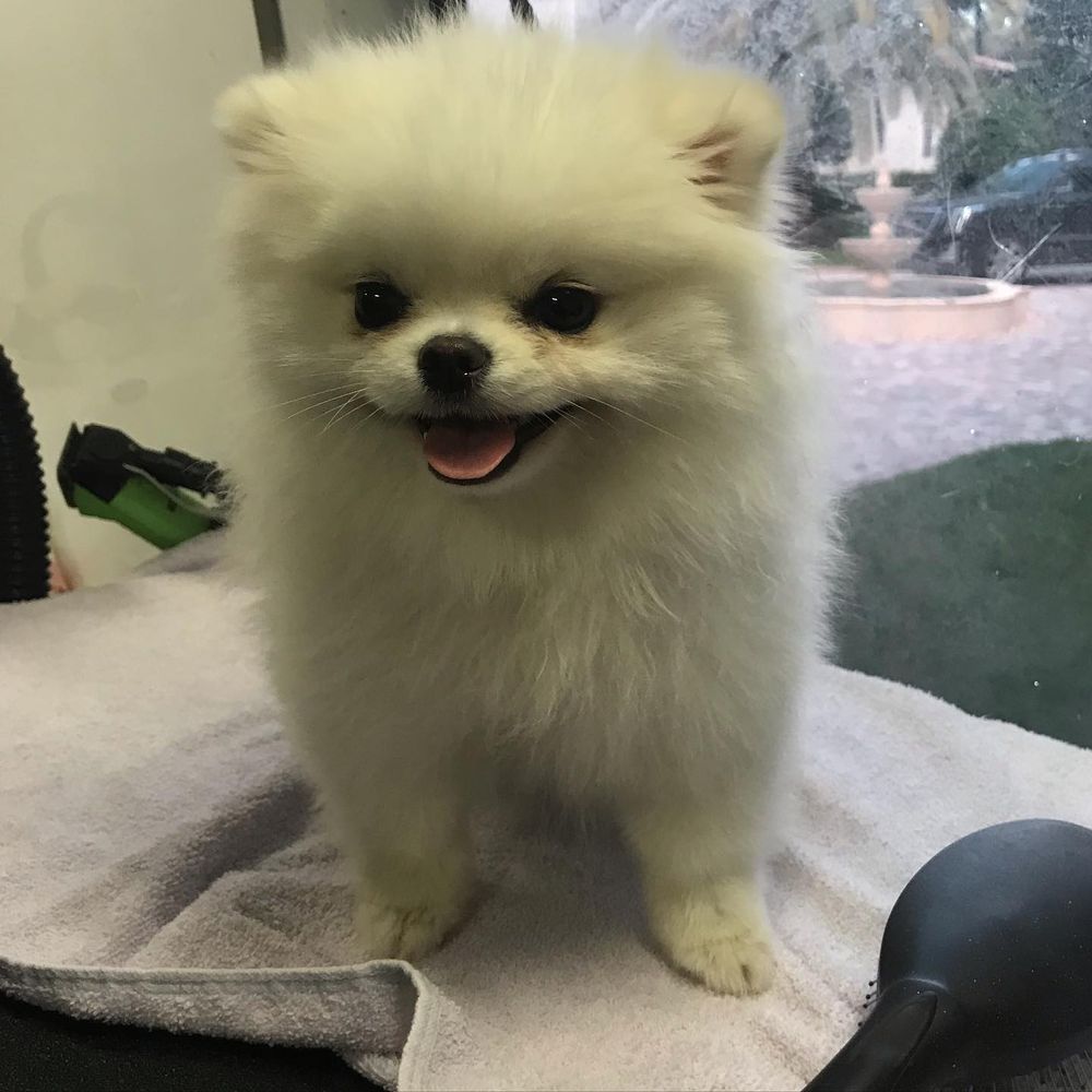 TEDDYS PUPPY PALACE Updated June 2024 Boynton Beach, Florida Pet