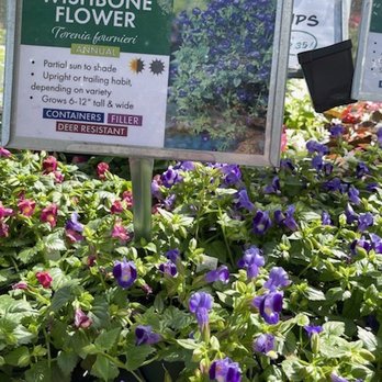 Green Fields Nursery - Nurseries & Gardening Near Me - Baltimore, Maryland