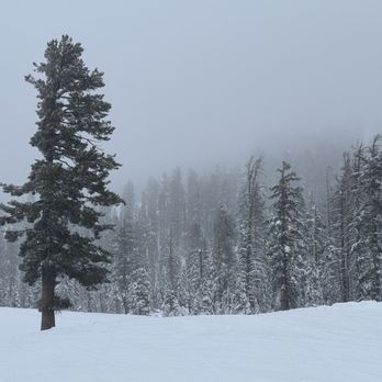 Sugar Bowl Resort - Trees - Ski Resorts Near Me - Norden, California Sugar Bowl Resort - Trees - Ski Resorts Near Me - Norden, California