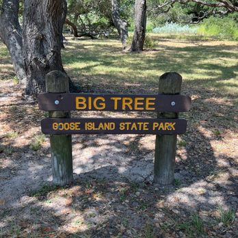 The Big Tree - Entrance - Parks Near Me - Rockport, Texas The Big Tree - Entrance - Parks Near Me - Rockport, Texas