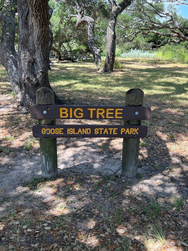 The Big Tree Logo