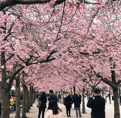 Kungsträdgården by null
