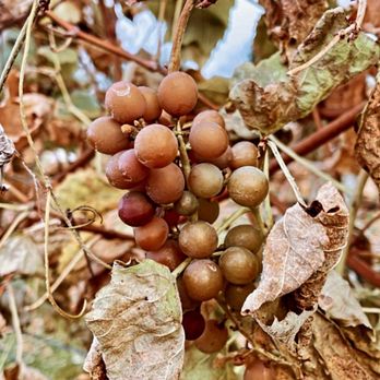 Beneduce Vineyards - Grapes - Wineries Near Me - Pittstown, New Jersey