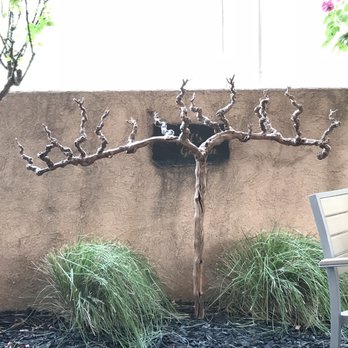 ZD Wines - Menorah plant(?) in the tasting room - Wineries Near Me - Napa, California ZD Wines - Menorah plant(?) in the tasting room - Wineries Near Me - Napa, California