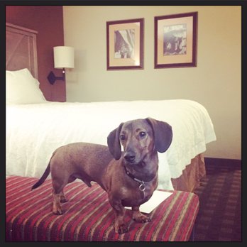 Hampton Inn Austin-Round Rock - Our pup enjoyed his stay here too. Nice dog-friendly hotel. - Hotels Near Me - Round Rock, Texas Hampton Inn Austin-Round Rock - Our pup enjoyed his stay here too. Nice dog-friendly hotel. - Hotels Near Me - Round Rock, Texas