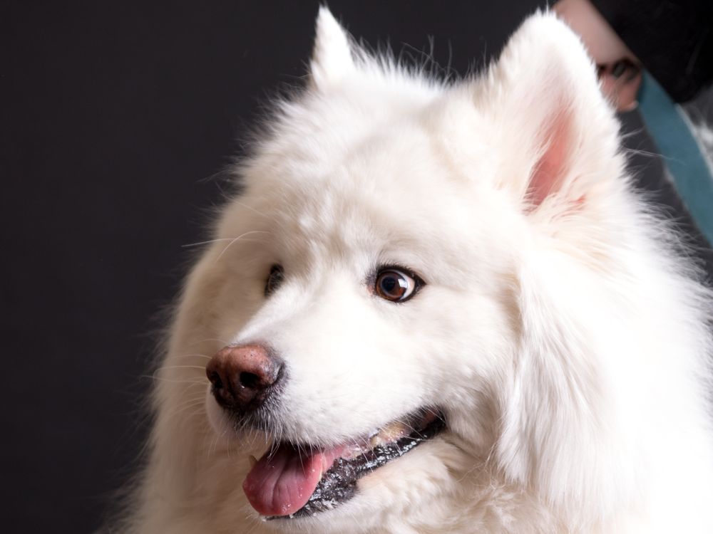 skids run dog daycare