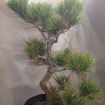 BC Bonsai - Workshop - before picture - Nurseries & Gardening Near Me - Wheaton, Illinois