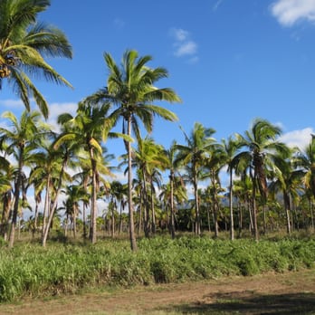 Dillingham Ranch Aina - Grove of palms - Dillingham Ranch - Party & Event Planning Near Me - Waialua, Hawaii