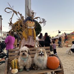Shawn's Pumpkin Patch