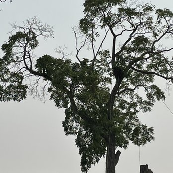 Blue Oak Company - Remove the tree - Tree Services Near Me - Mountain View, California Blue Oak Company - Remove the tree - Tree Services Near Me - Mountain View, California