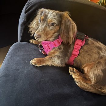 Happy Hearts canines - Pet Training Near Me - Pacifica, California Happy Hearts canines - Pet Training Near Me - Pacifica, California