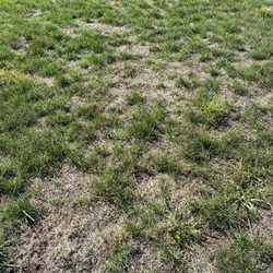 Top Turf