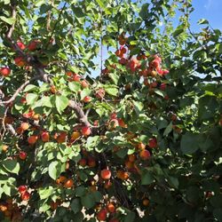 Gil Ranch U-pick