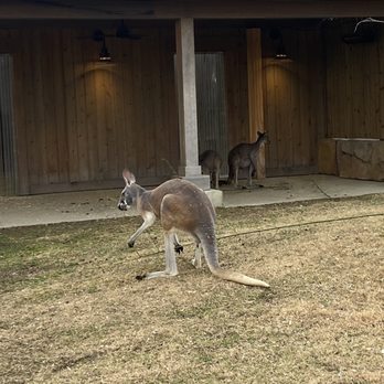 Kangaroo Walkabout - Zoos Near Me - Cincinnati, Ohio