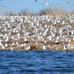 Bruce Peninsula Boat Tours - Birding Tours in May and June.