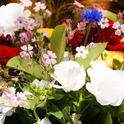 Blumen Sanmann