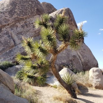 Mojave Guides - haled Joshua Tree - Climbing Near Me - Joshua Tree, California