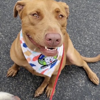 Ugly Dog Adventures - Coco's personal story slot on ugly dog insta - Dog Walkers Near Me
