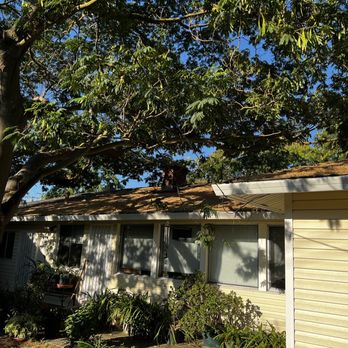 Sacramento Valley Tree Services - Before - Tree Services Near Me Sacramento Valley Tree Services - Before - Tree Services Near Me